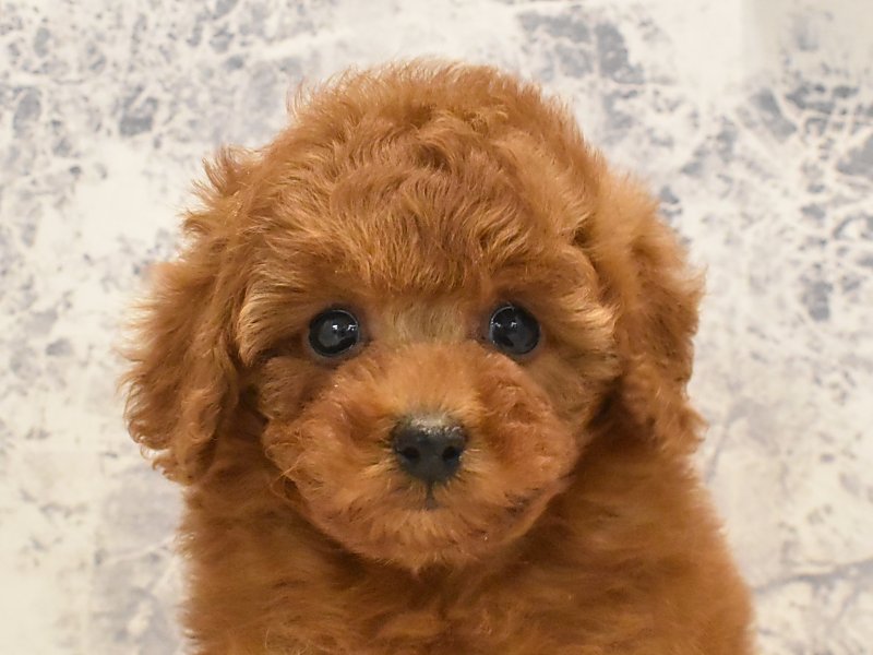 東京都のトイプードル(トイ) (ワンラブイーアス高尾店/2024年12月15日生まれ/女の子/レッド)の子犬