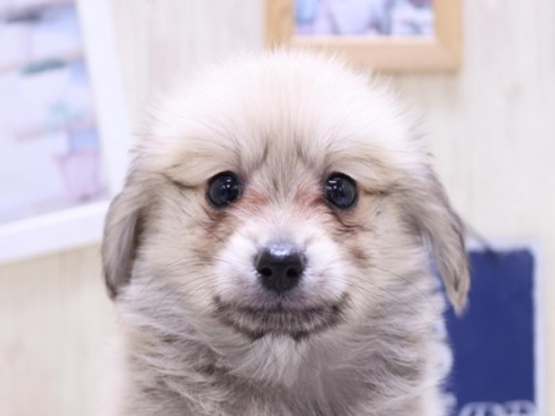 岩手県のポメックス(ポメラニアン×ダックス) (ワンラブイオンモール盛岡店/2024年12月26日生まれ/男の子/シェーデットイエロー)の子犬