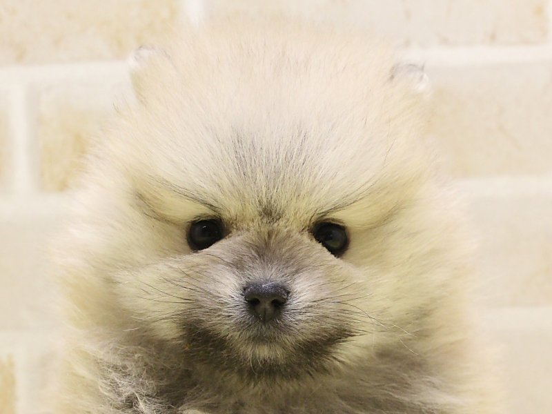 熊本県のポメラニアン (ワンラブカインズ熊本宇土店/2024年12月23日生まれ/男の子/オレンジ)の子犬