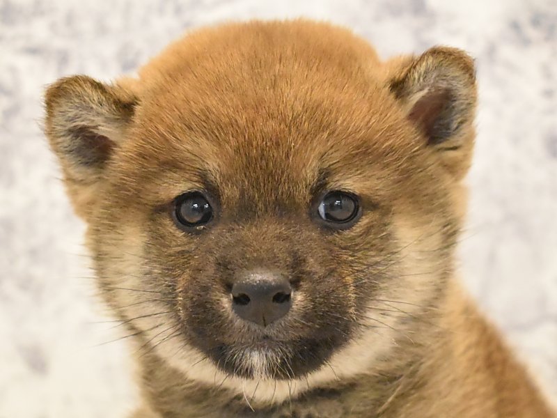 東京都の柴犬(標準サイズ) (ワンラブ東京葛飾総本店/2024年12月25日生まれ/男の子/赤)の子犬