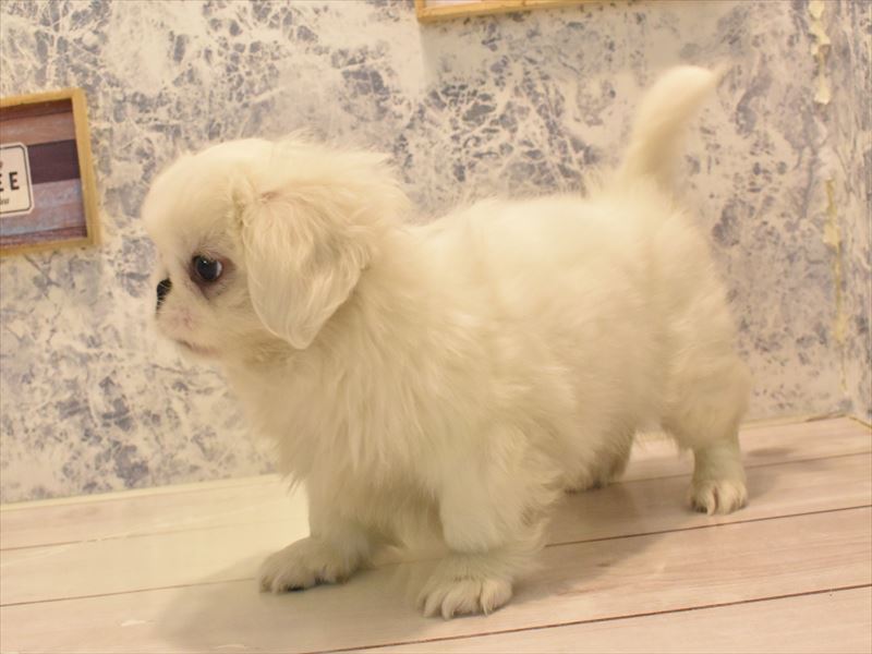 埼玉県のペキニーズ (ワンラブ埼玉寄居店/2024年12月16日生まれ/男の子/ホワイト)の子犬の3枚目の画像