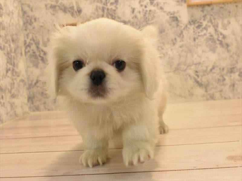 埼玉県のペキニーズ (ワンラブ埼玉寄居店/2024年12月16日生まれ/男の子/ホワイト)の子犬の2枚目の画像
