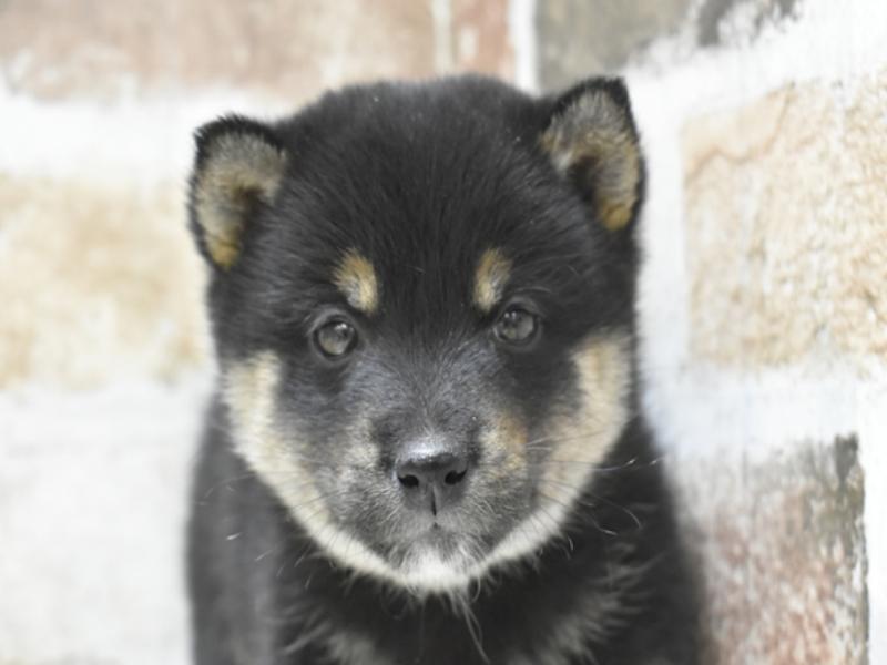 愛知県の柴犬(標準サイズ) (ワンラブららぽーと安城店/2024年12月23日生まれ/女の子/黒)の子犬