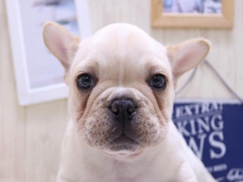 長野県のフレンチブルドッグ (ワンラブアリオ上田店/2024年12月30日生まれ/男の子/クリーム)の子犬