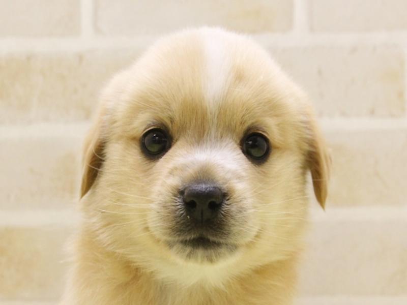 東京都のハーフ犬・ミックス犬 (ワンラブ東京葛飾総本店/2024年12月30日生まれ/男の子/クリームホワイト)の子犬