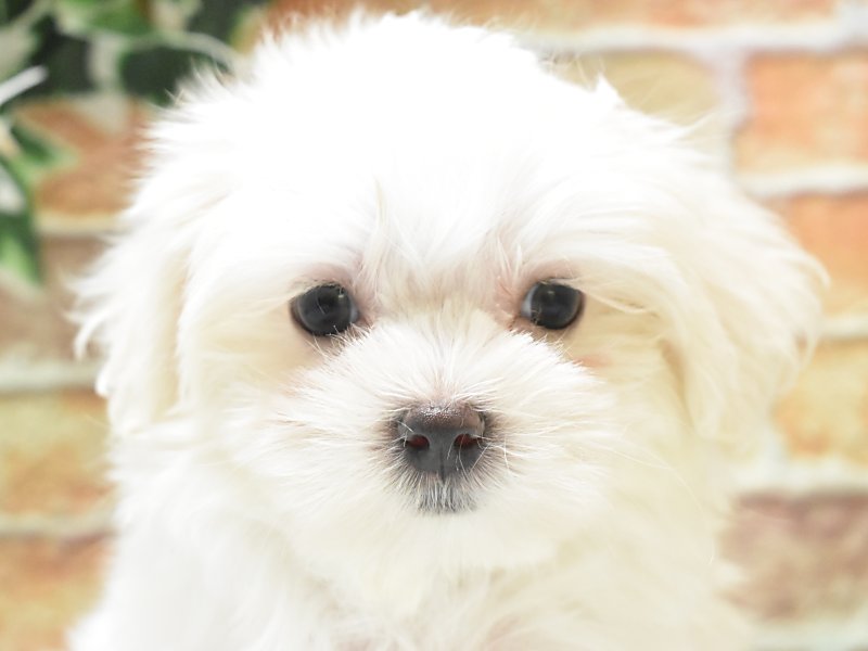 大阪府のマルチーズ (ワンラブららぽーと堺店/2024年12月28日生まれ/男の子/ホワイト)の子犬