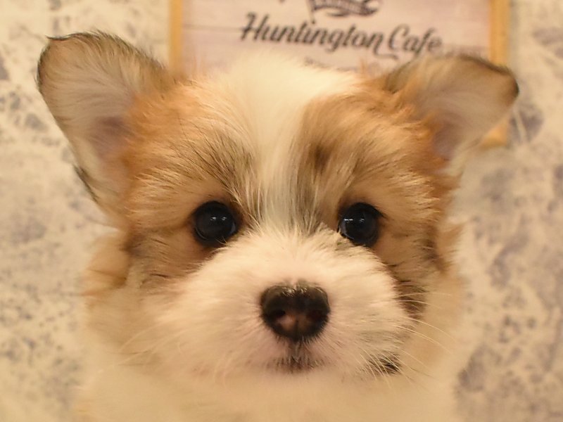 福岡県のハーフ犬・ミックス犬 (ワンラブ福岡総本店/2025年1月1日生まれ/男の子/レッドホワイト)の子犬