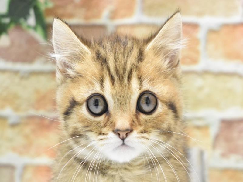 東京都のマンチカン (ワンラブ東京葛飾総本店/2025年1月6日生まれ/男の子/ブラウンタビー)の子猫