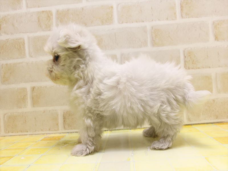 埼玉県のマルチーズ (ワンラブアリオ川口店/2025年1月9日生まれ/女の子/ホワイト)の子犬の3枚目の画像