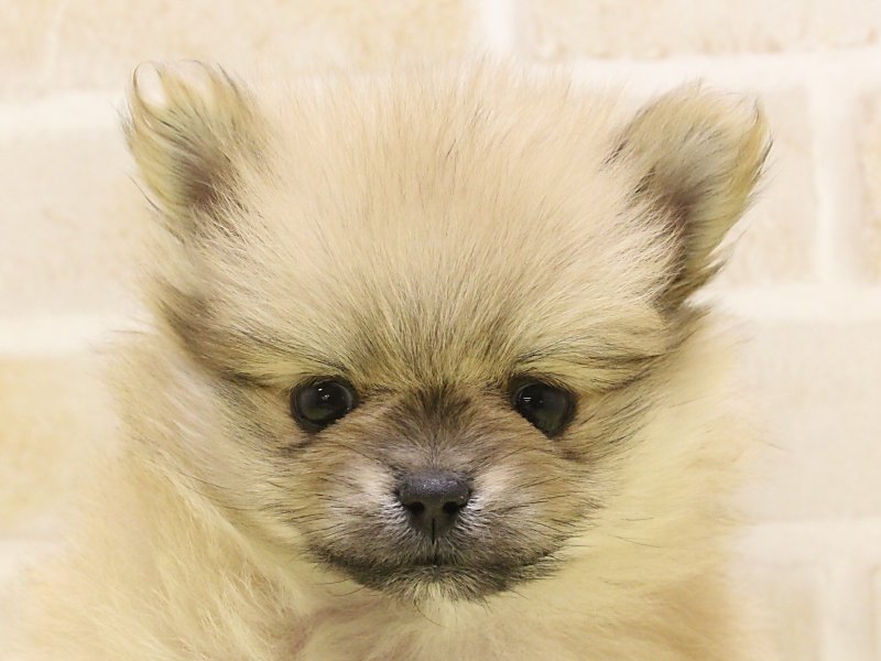 静岡県のポメラニアン (ワンラブカインズ沼津店/2025年1月9日生まれ/女の子/オレンジ)の子犬