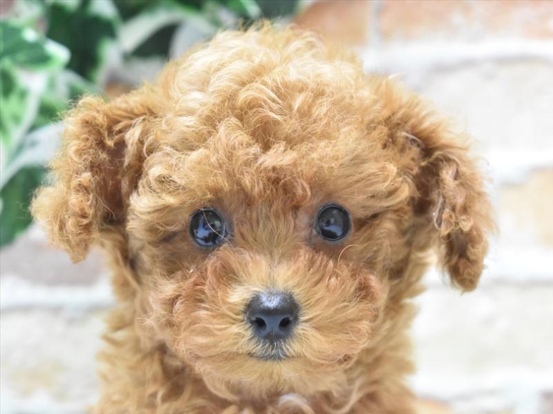 大阪府のタイニープードル (ワンラブららぽーと堺店/2025年1月6日生まれ/女の子/レッド)の子犬