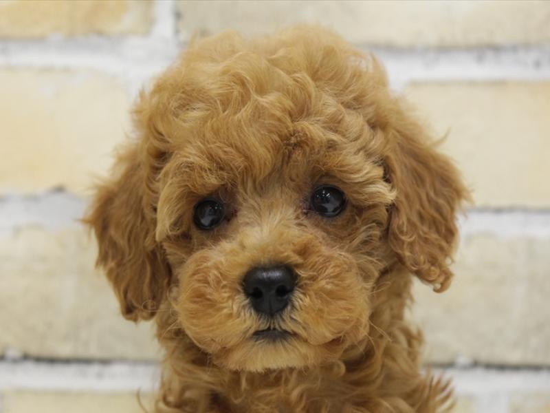広島県のトイプードル(トイ) (ワンラブTHE OUTLETS HIROSHIMA店/2025年1月11日生まれ/女の子/レッド)の子犬