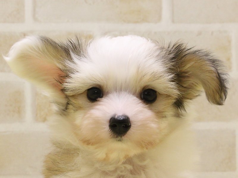 東京都のハーフ犬・ミックス犬 (ワンラブ東京葛飾総本店/2025年1月18日生まれ/男の子/ホワイトブラウン)の子犬