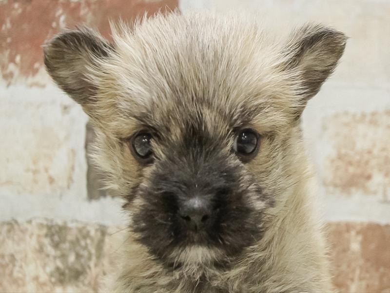 長野県のｹｱﾝｳｪｽﾃｨ【ｹｱﾝﾃﾘｱ×ｳｪｽﾃｨ】 (ワンラブカインズ塩尻店/2025年1月19日生まれ/男の子/フォーン)の子犬