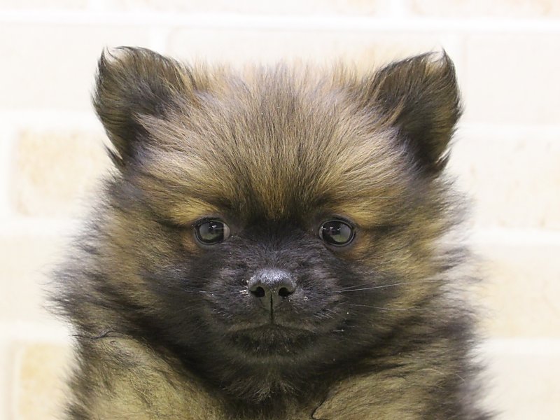 埼玉県のポメラニアン (ワンラブカインズ朝霞店/2025年1月19日生まれ/男の子/オレンジ)の子犬