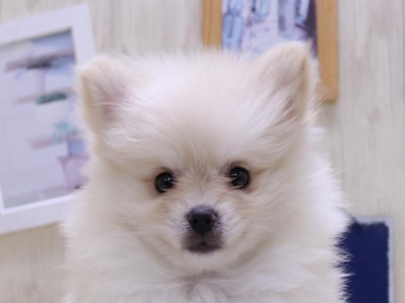 愛知県のポメラニアン (ワンラブイオンモール常滑店/2025年1月26日生まれ/女の子/クリーム)の子犬