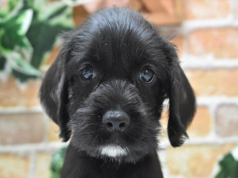 佐賀県のハーフ犬・ミックス犬 (ワンラブゆめタウン武雄店/2025年1月26日生まれ/女の子/ブラック)の子犬