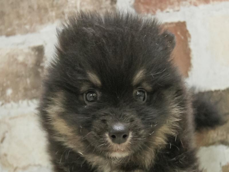 宮城県のハーフ犬・ミックス犬 (ワンラブカインズ仙台富谷店/2025年1月30日生まれ/男の子/ブラックタン)の子犬