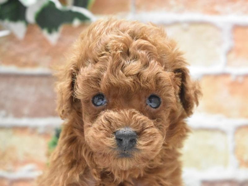 岡山県のトイプードル(トイ) (ワンラブアリオ倉敷店/2025年2月2日生まれ/男の子/レッド)の子犬
