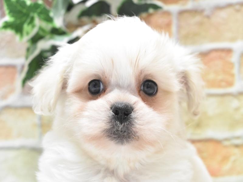 愛知県のハーフ犬・ミックス犬 (ワンラブららぽーと安城店/2025年2月3日生まれ/男の子/クリームホワイト)の子犬