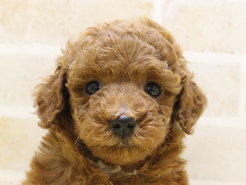 福岡県のトイプードル(トイ) (ワンラブ福岡総本店/2025年2月7日生まれ/男の子/レッド)の子犬