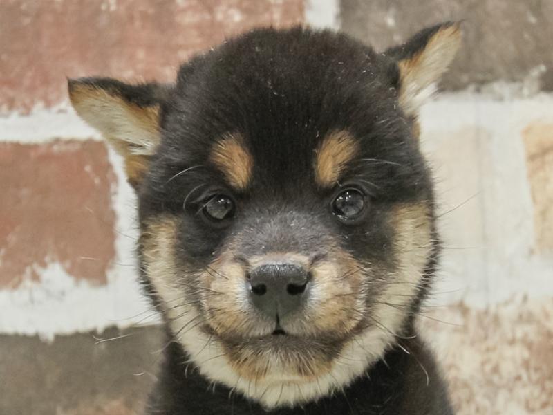 愛知県の柴犬(標準サイズ) (ワンラブららぽーと安城店/2025年2月6日生まれ/男の子/黒)の子犬