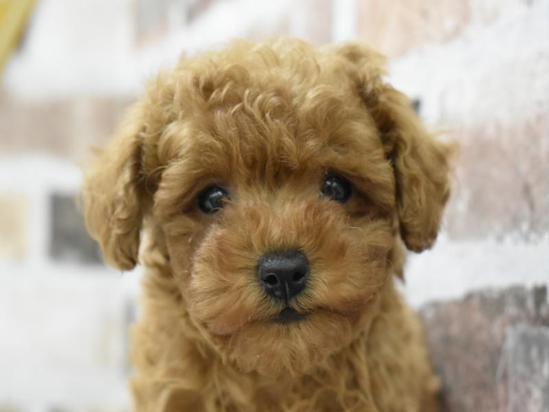 滋賀県のトイプードル(トイ) (ワンラブピエリ守山店/2025年2月8日生まれ/男の子/レッド)の子犬