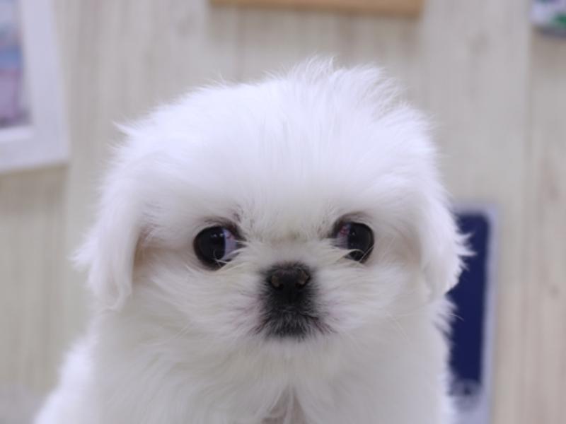 奈良県のペキニーズ (ワンラブミ・ナーラ奈良店/2025年2月10日生まれ/女の子/ホワイト)の子犬