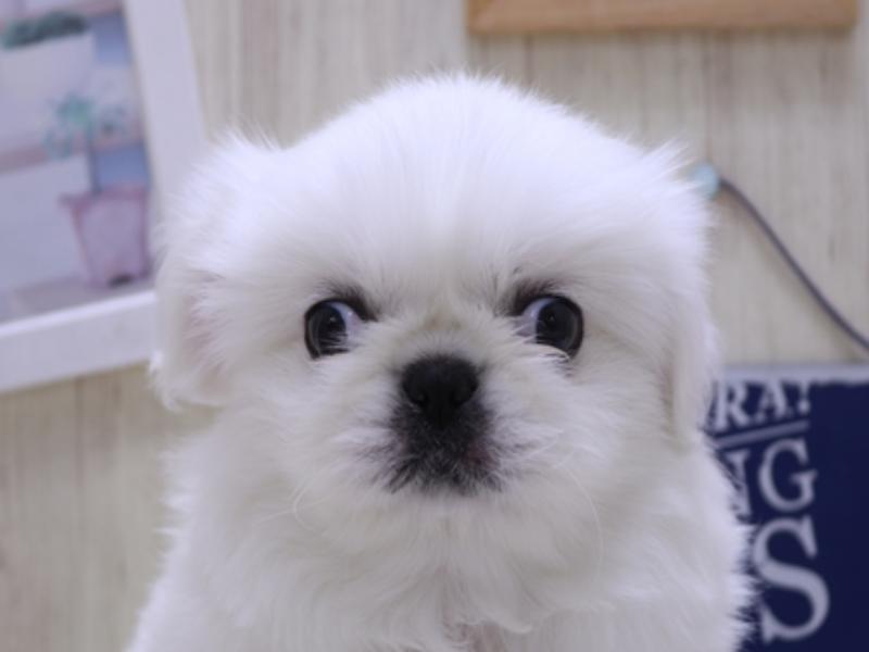 熊本県のペキニーズ (ワンラブゆめタウン光の森店/2025年2月10日生まれ/男の子/ホワイト)の子犬