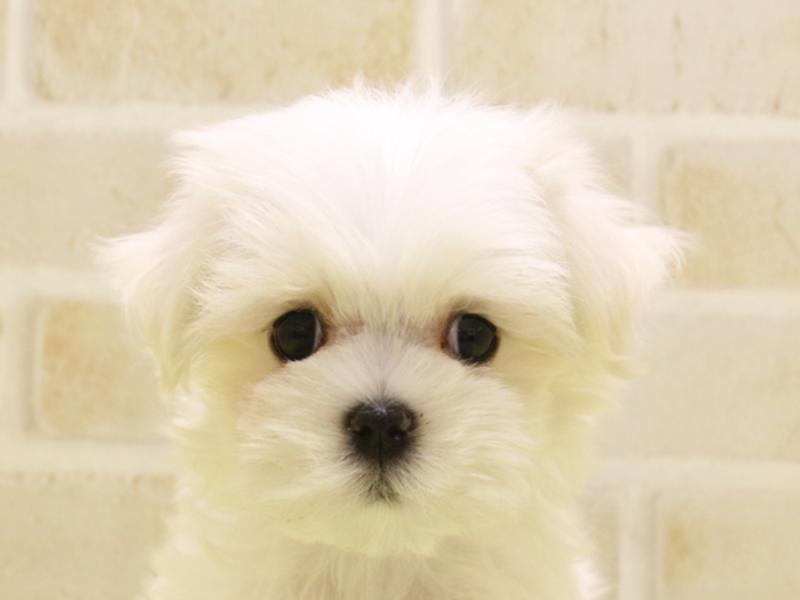 愛知県のマルチーズ (ワンラブイオン春日井店/2025年2月7日生まれ/男の子/ホワイト)の子犬