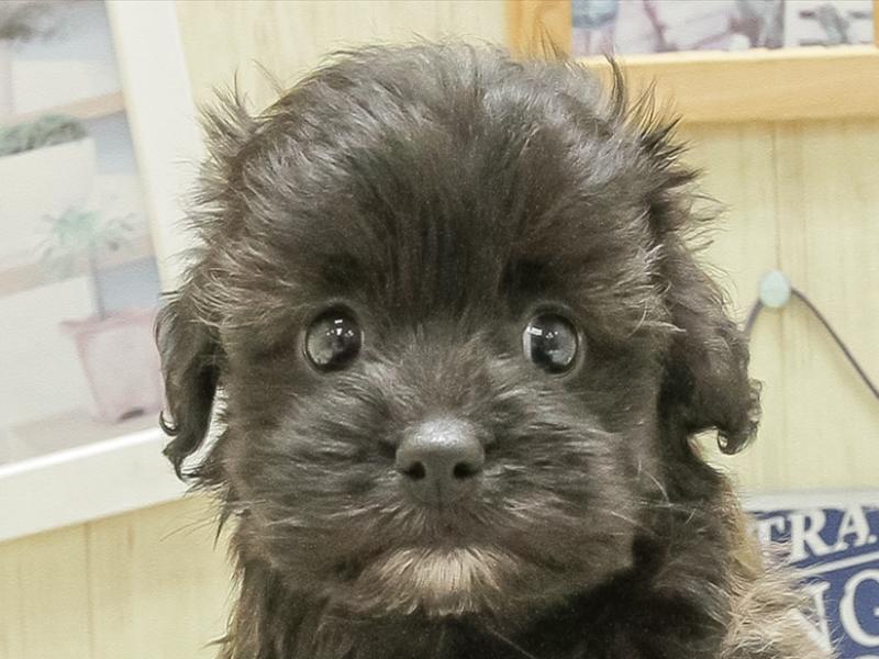 愛知県のプーズー/プーシーズ(プードル×シーズー) (ワンラブ名古屋守山インター総本店/2025年2月14日生まれ/男の子/ブリンドル)の子犬