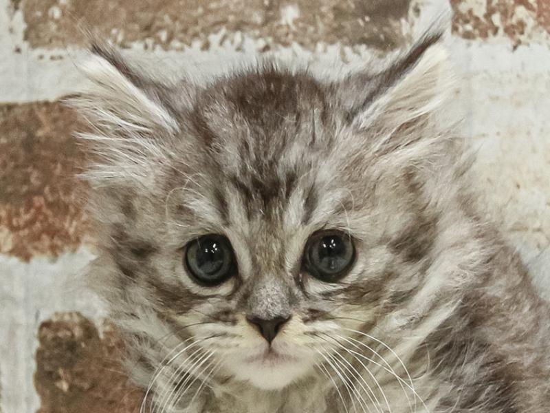 熊本県のミヌエット (ワンラブゆめタウン光の森店/2025年2月14日生まれ/男の子/シルバータビー)の子猫