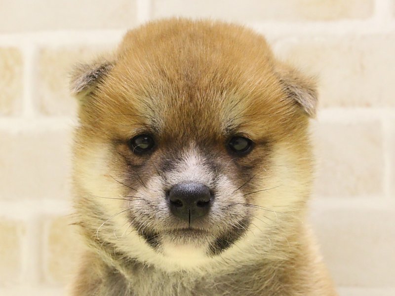 神奈川県の柴犬(標準サイズ) (ワンラブCoaska Bayside横須賀店/2025年2月15日生まれ/男の子/赤)の子犬