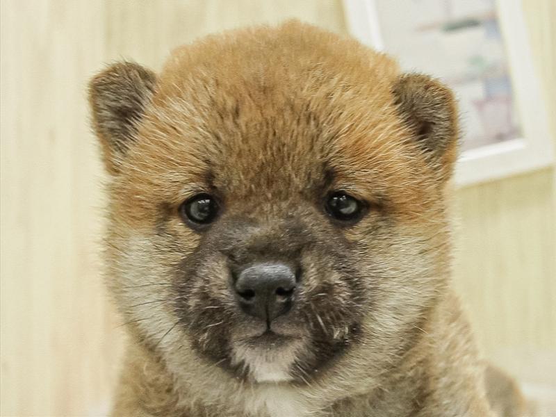 大阪府の柴犬(標準サイズ) (ワンラブアリオ鳳店/2025年2月15日生まれ/男の子/赤)の子犬