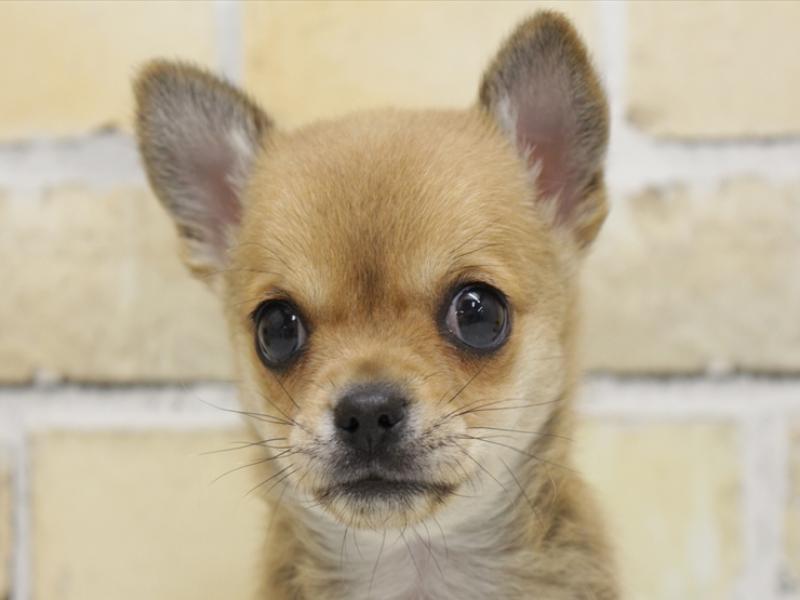 広島県のチワワ(ロング) (ワンラブTHE OUTLETS HIROSHIMA店/2025年2月15日生まれ/女の子/フォーン)の子犬