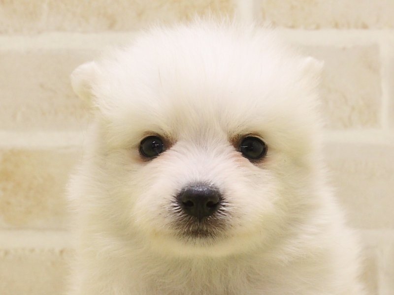 東京都の日本スピッツ (ワンラブイーアス高尾店/2025年2月19日生まれ/男の子/ホワイト)の子犬