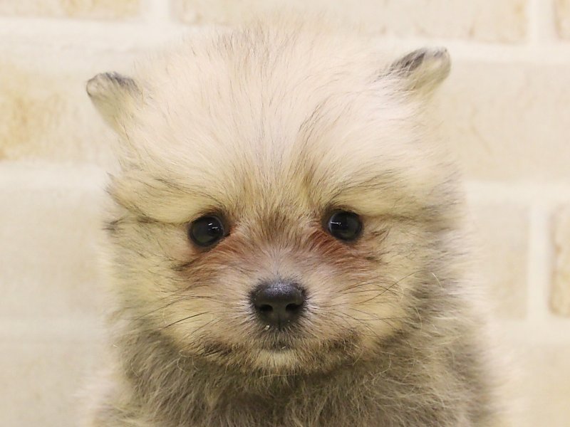 群馬県のポメラニアン (ワンラブカインズ伊勢崎店/2025年2月17日生まれ/男の子/オレンジ)の子犬
