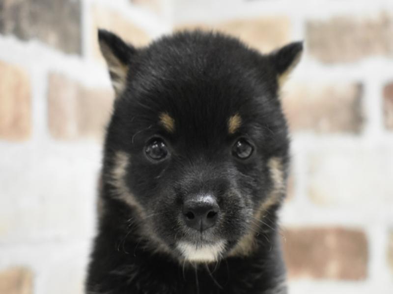 大阪府の豆柴 (ワンラブららぽーと堺店/2025年2月19日生まれ/男の子/黒)の子犬