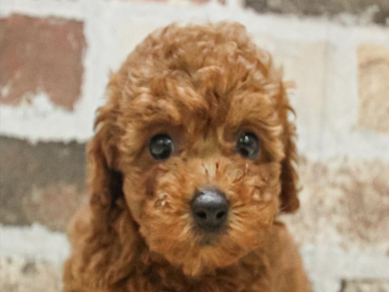 滋賀県のトイプードル(トイ) (ワンラブピエリ守山店/2025年2月21日生まれ/女の子/レッド)の子犬
