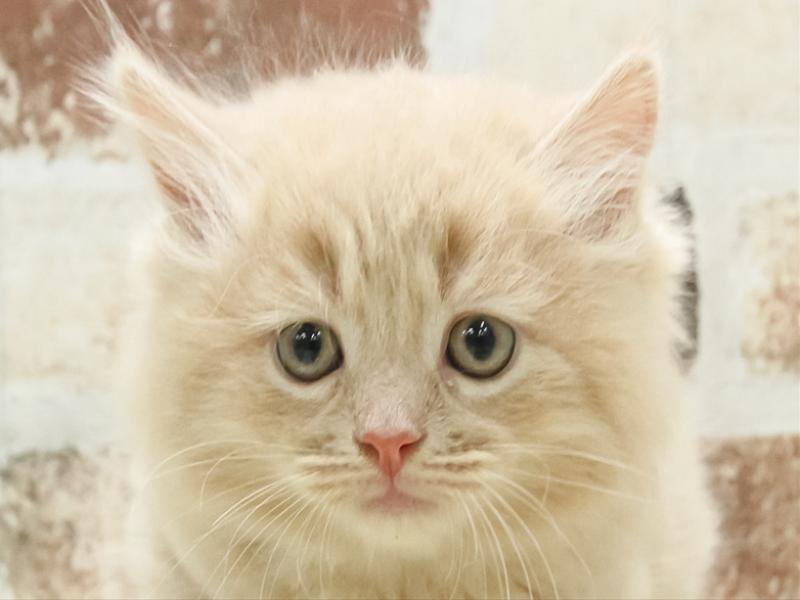 沖縄県のサイベリアン (ワンラブカインズABLOうるま店/2025年2月22日生まれ/男の子/クリームタビー)の子猫