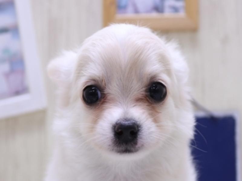 愛知県のチワワ(ロング) (ワンラブ豊橋豊川線通り店/2025年2月22日生まれ/女の子/クリームホワイト)の子犬