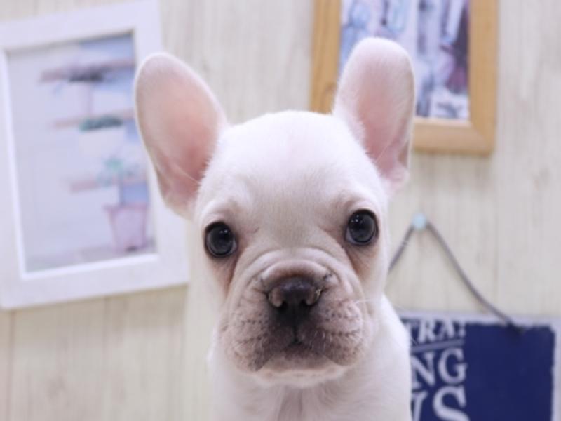 愛知県のフレンチブルドッグ (ワンラブNEW・CROSSTOWN店/2025年2月23日生まれ/女の子/クリーム)の子犬