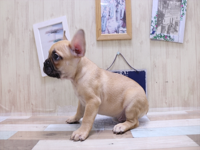 静岡県のフレンチブルドッグ (ワンラブ静岡PARCO店/2025年2月23日生まれ/男の子/フォーン)の子犬の3枚目の画像