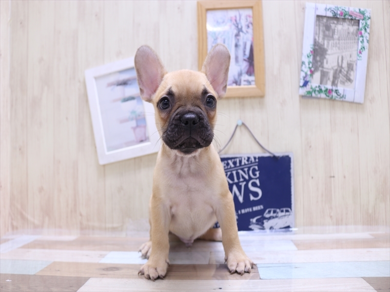 静岡県のフレンチブルドッグ (ワンラブ静岡PARCO店/2025年2月23日生まれ/男の子/フォーン)の子犬の2枚目の画像