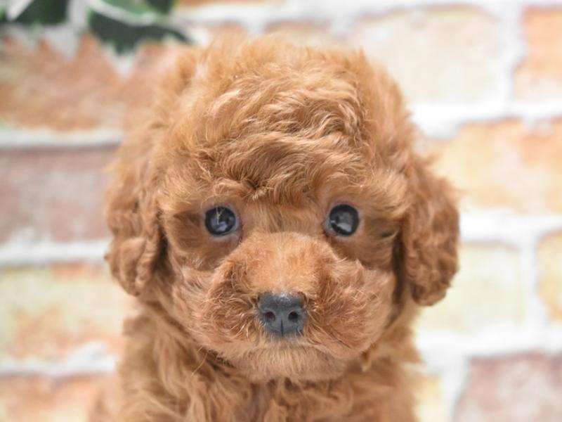青森県のタイニープードル (ワンラブエルムの街店/2025年2月15日生まれ/男の子/レッド)の子犬