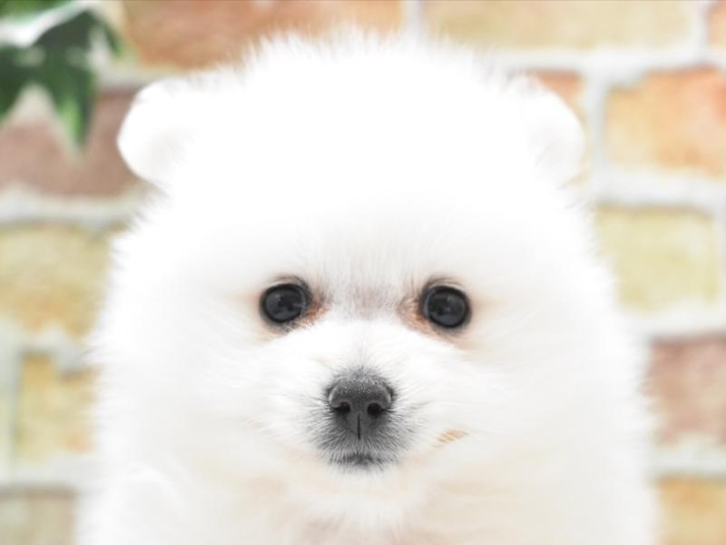 富山県のポメラニアン (ワンラブアピア富山店/2025年2月25日生まれ/女の子/ホワイト)の子犬