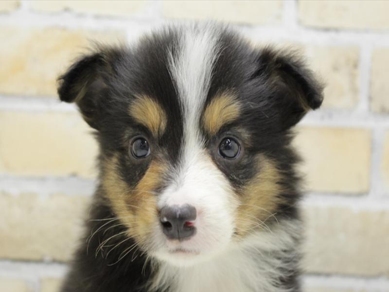 福岡県のボーダーコリー (ワンラブ福岡総本店/2025年2月23日生まれ/男の子/トライカラー)の子犬