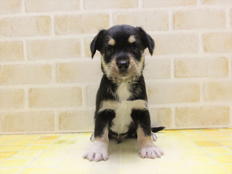 福岡県のハーフ犬・ミックス犬 (ワンラブＭＥＧＡドン・キホーテ福岡福重店/2025年2月26日生まれ/男の子/ブラックタンホワイト)の子犬の3枚目の画像