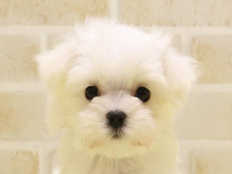 愛知県のマルチーズ (ワンラブNEW・CROSSTOWN店/2025年3月1日生まれ/女の子/ホワイト)の子犬