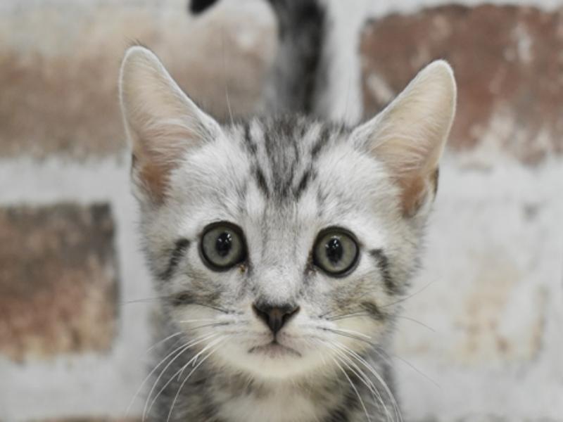 大阪府のマンチカン (ワンラブららぽーと堺店/2025年3月4日生まれ/男の子/シルバータビー)の子猫